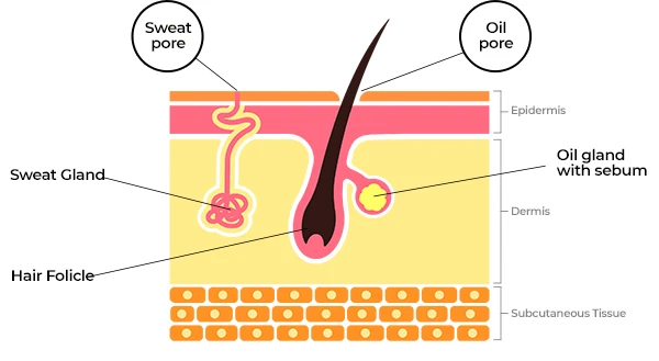 sebum production